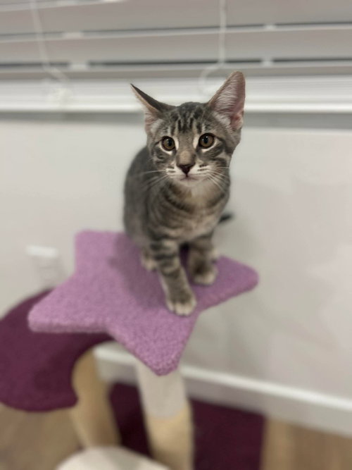 Pip