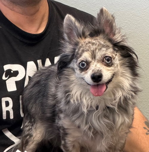 Autumn 2, an adoptable Chihuahua in St. George, UT