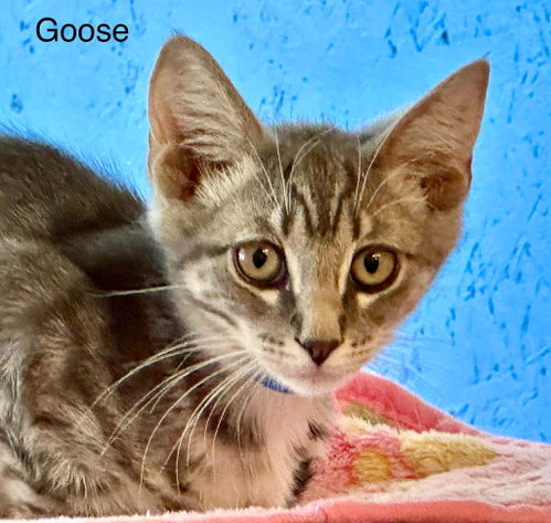 Goose, an adoptable Domestic Short Hair in St. George, UT