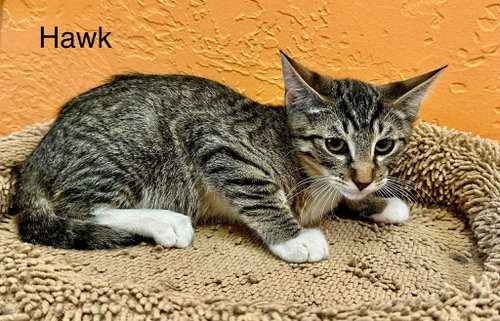 Hawk, an adoptable Domestic Short Hair in St. George, UT