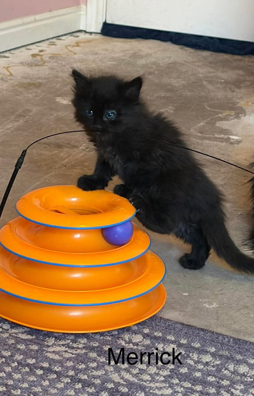 Merrick, an adoptable Domestic Long Hair in St. George, UT