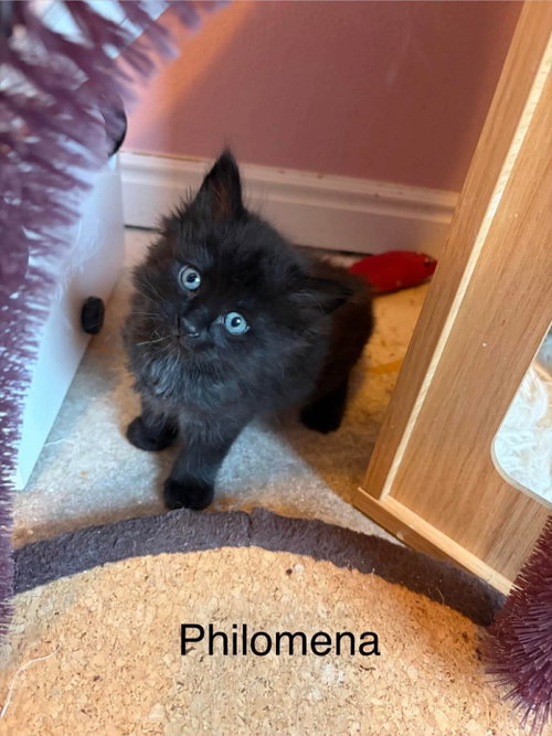 Philomena, an adoptable Domestic Long Hair in St. George, UT