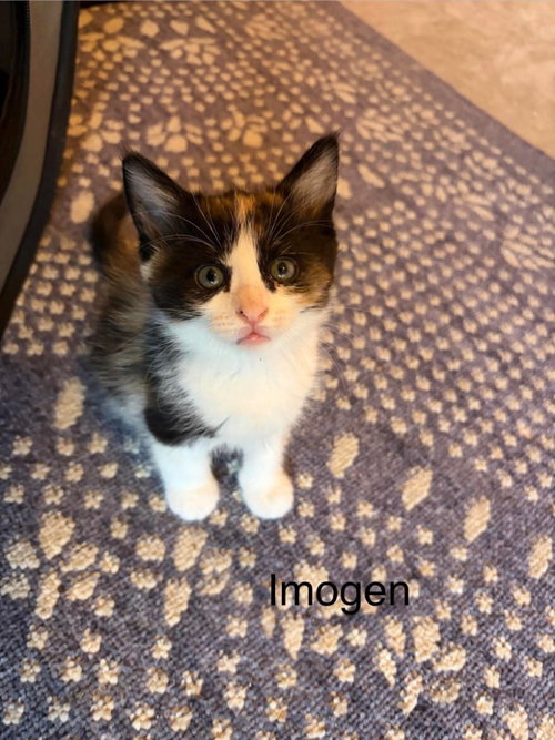 Imogen, an adoptable Domestic Medium Hair in St. George, UT