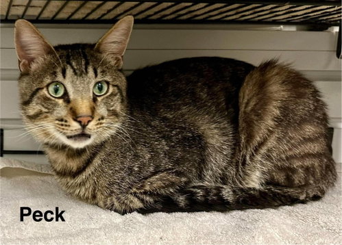 Peck, a cat for adoption from Providing Animals With Support