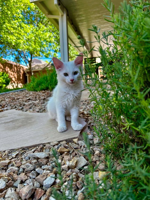 Lou, an adoptable Domestic Long Hair in St. George, UT