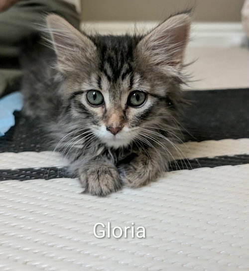 Gloria, an adoptable Domestic Short Hair in St. George, UT