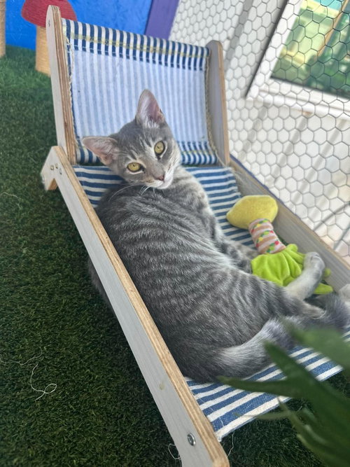 Pebbles, a cat for adoption from Providing Animals With Support