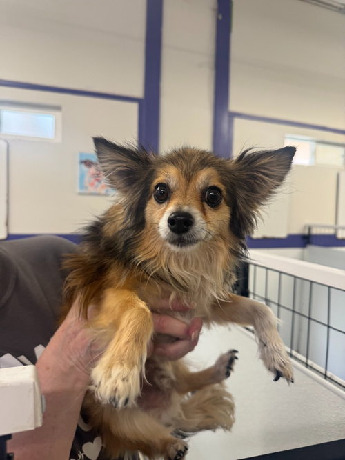 Donte, an adoptable Pomeranian in St. George, UT
