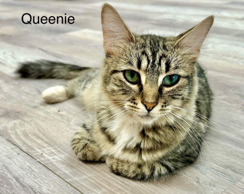 Queenie, a cat for adoption from Providing Animals With Support
