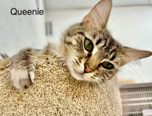 Photo 2 of Queenie