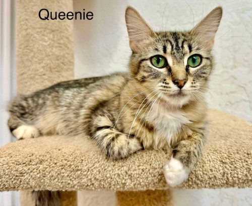 Photo 3 of Queenie