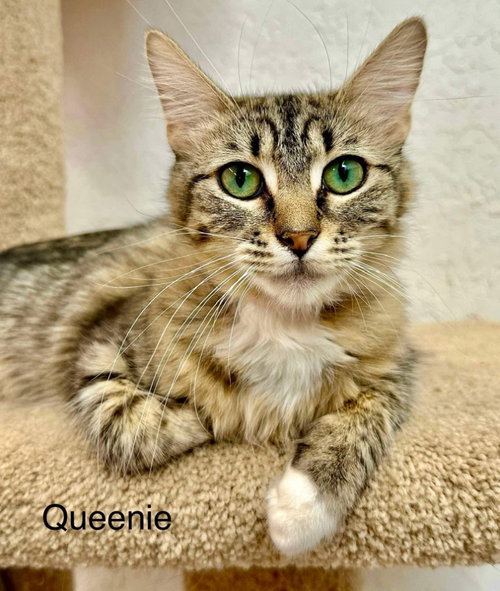 Photo 4 of Queenie