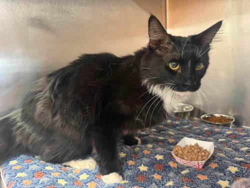 Bond James Bond, a cat for adoption from Providing Animals With Support