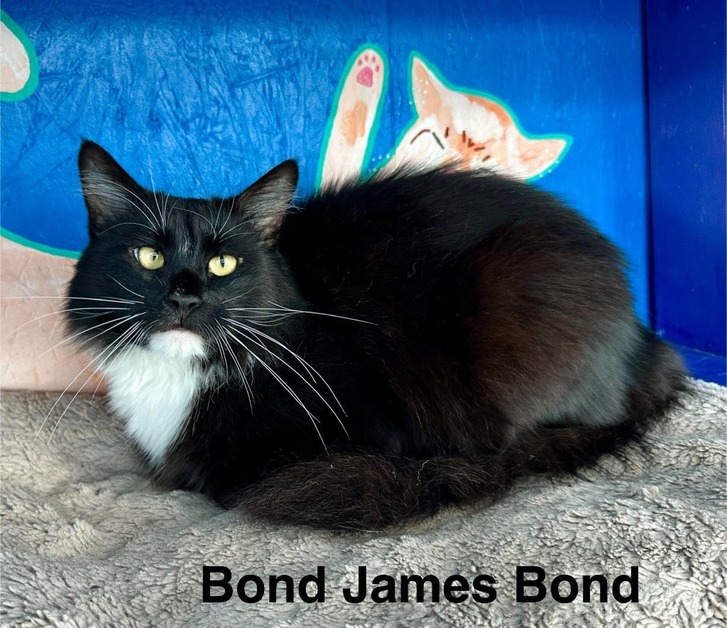 Bond James Bond, photo 2