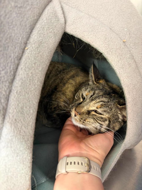 Emily, a cat for adoption from Providing Animals With Support