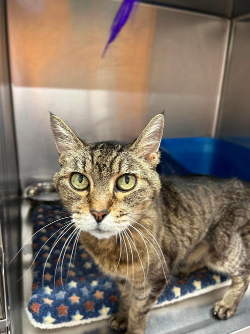 Stevie, a cat for adoption from Providing Animals With Support