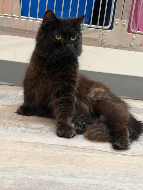 Louie, a cat for adoption from Providing Animals With Support