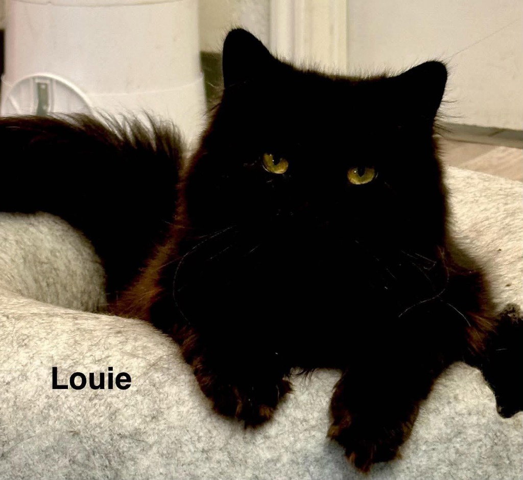 Louie