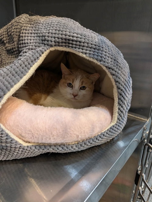 Molly, a cat for adoption from Providing Animals With Support