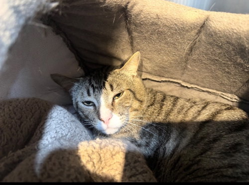 Sorin, a cat for adoption from Providing Animals With Support