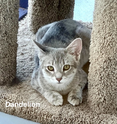 Dandelion, a cat for adoption from Providing Animals With Support