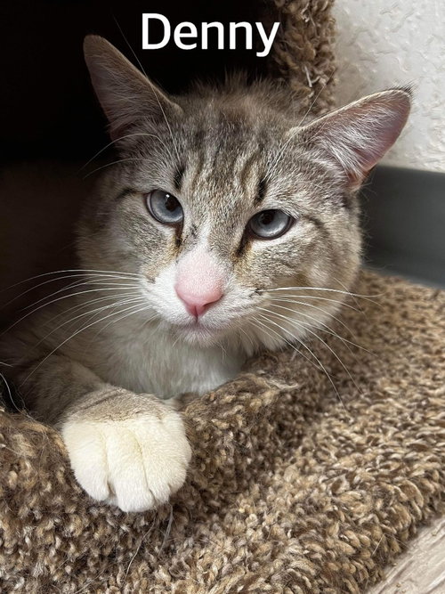 Denny, a cat for adoption from Providing Animals With Support