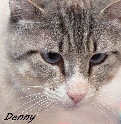 Photo 3 of Denny