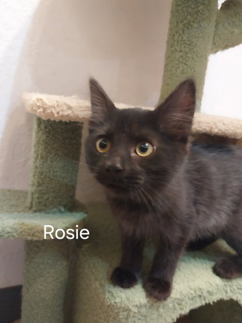 Rosie, a cat for adoption from Providing Animals With Support