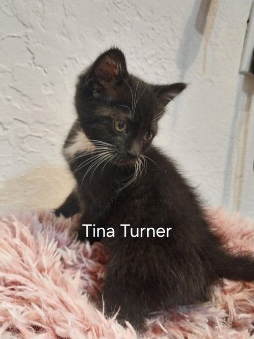 Tina Turner, a cat for adoption from Providing Animals With Support