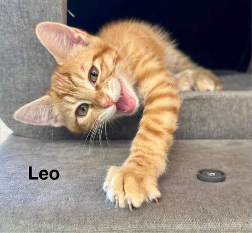 Leo, a cat for adoption from Providing Animals With Support