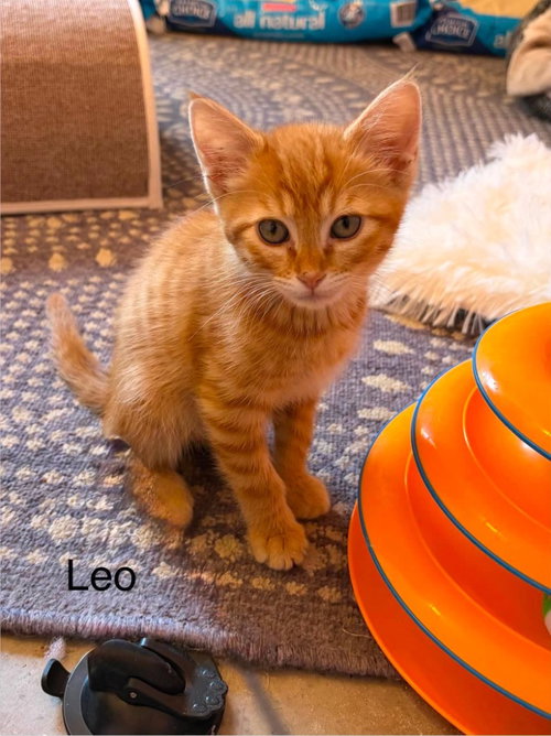 Photo 2 of Leo