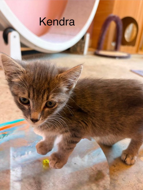 Kendra, a cat for adoption from Providing Animals With Support