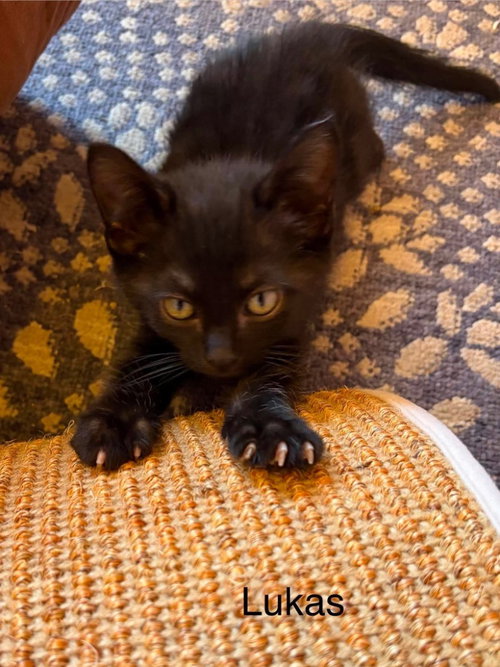 Lukas, a cat for adoption from Providing Animals With Support