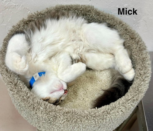 Photo 2 of Mick