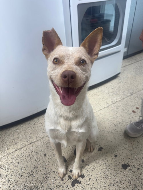 Riot, a dog for adoption from Providing Animals With Support