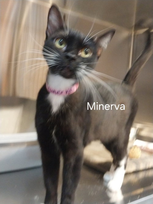 Minerva (91638), a cat for adoption from Providing Animals With Support