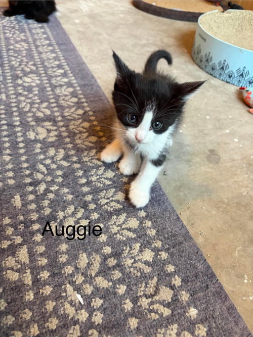 Auggie, a cat for adoption from Providing Animals With Support