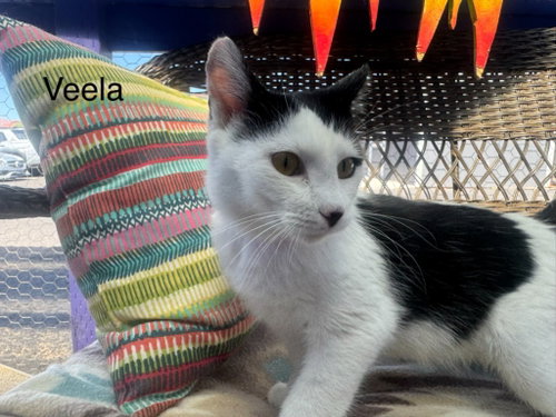 Veela, a cat for adoption from Providing Animals With Support