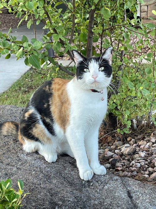 Photo 2 of Shelby