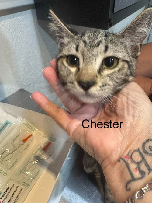 Chester, a cat for adoption from Providing Animals With Support