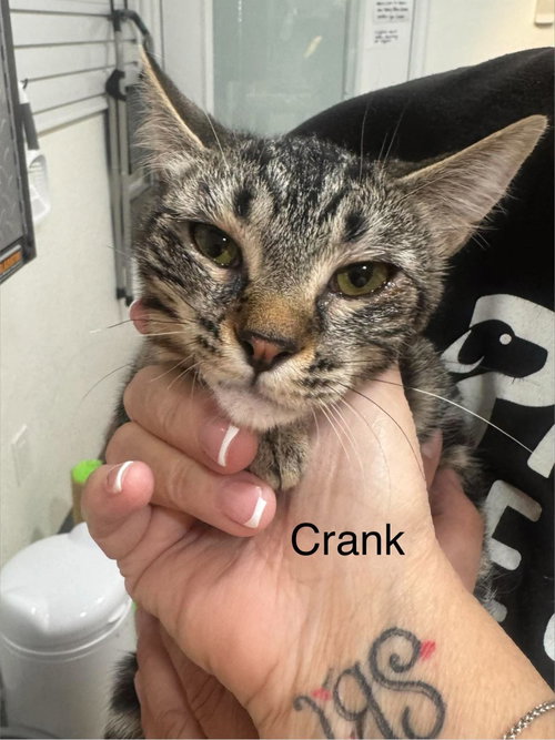 Crank, a cat for adoption from Providing Animals With Support