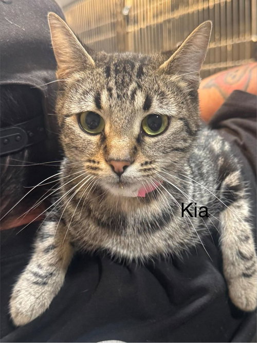 Kia, a cat for adoption from Providing Animals With Support