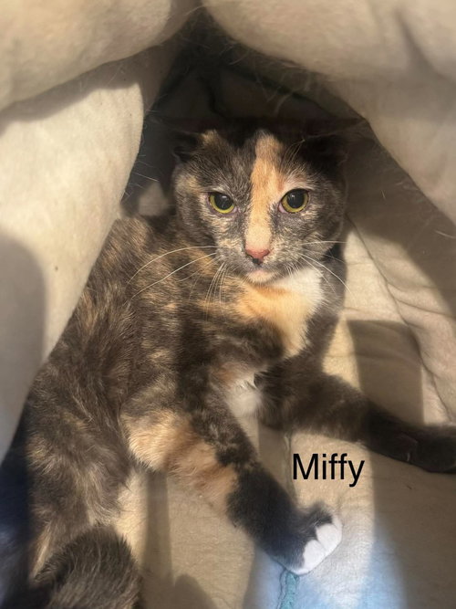 Miffy, a cat for adoption from Providing Animals With Support