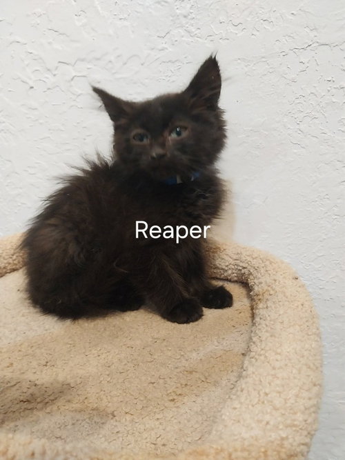 Riley, a cat for adoption from Providing Animals With Support