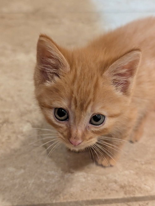 Bon Jovi, a cat for adoption from Providing Animals With Support