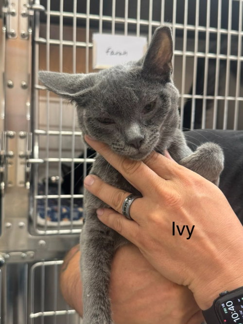 Ivy, a cat for adoption from Providing Animals With Support