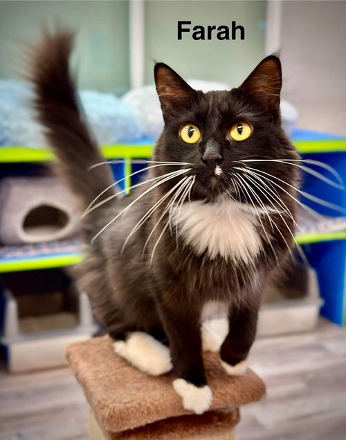 Farah, a cat for adoption from Providing Animals With Support