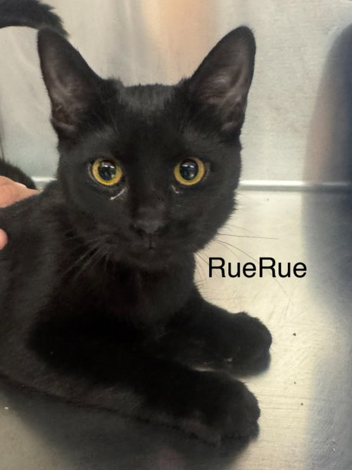 RueRue, a cat for adoption from Providing Animals With Support