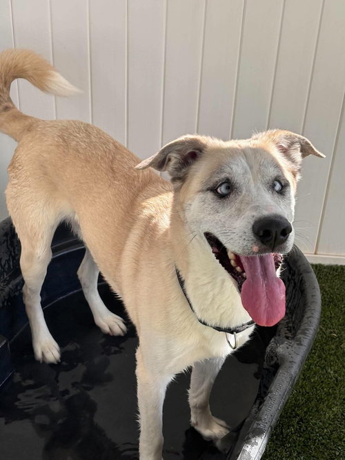 Togo, a dog for adoption from Providing Animals With Support