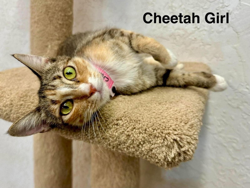 Cheetah Girl, a young female Torbie cat up for adoption